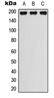 PDGFR beta (Phospho-Y751) Rabbit Polyclonal Antibody