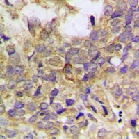Paxillin (Phospho-Y31) Antibody