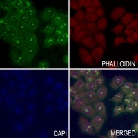 RAB8B Rabbit Polyclonal Antibody