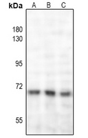 NF-kappaB p65 (Acetyl-K221) Rabbit Polyclonal Antibody