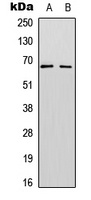 SF1 (Phospho-S82) Antibody