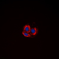 Alpha-synuclein Rabbit Polyclonal Antibody