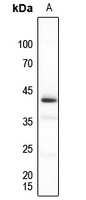 PU.1 Antibody