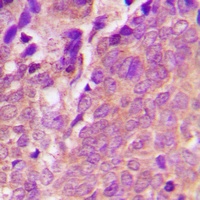 VASP (Phospho-S238) Antibody