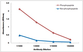 VASP (Phospho-S238) Antibody