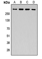 APC Rabbit Polyclonal Antibody (APC)