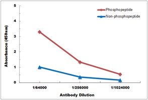 Androgen Receptor (Phospho-S213) Antibody
