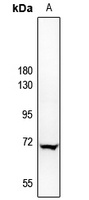 A-RAF Rabbit Polyclonal Antibody