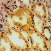 A-RAF Rabbit Polyclonal Antibody