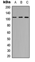 GEF H1 Rabbit Polyclonal Antibody