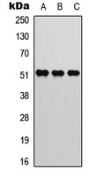 ATF2 (Phospho-T73) Antibody