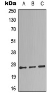 Complement C1QB Antibody