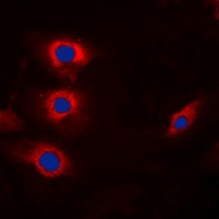 Cyclin B1 (Phospho-S147) Antibody