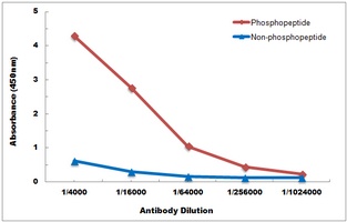CHK1 (Phospho-S345) Antibody