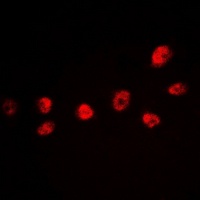CREB (Phospho-S142) Antibody