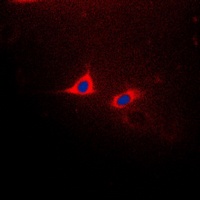 CD182 (Phospho-S347) Antibody