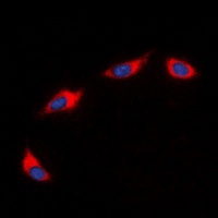 CD182 Antibody