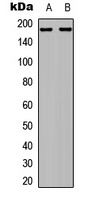 EIF4G1 Rabbit Polyclonal Antibody