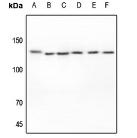 EPHA2 Antibody