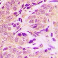 FADD Rabbit Polyclonal Antibody