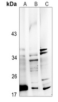 FGF22 Antibody