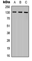 FLT3 Antibody