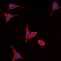 Frizzled 9 Antibody