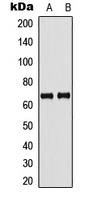 GBP5 Rabbit Polyclonal Antibody