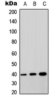 GPRC5A Rabbit Polyclonal Antibody