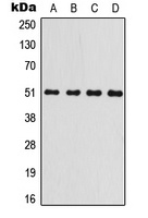 GSK3 alpha Rabbit Polyclonal Antibody