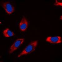 GSK3 alpha Rabbit Polyclonal Antibody