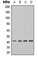 HEXIM1 Antibody