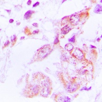 HSP90 beta (Phospho-S226) Antibody