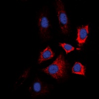 HSP90 beta (Phospho-S226) Antibody