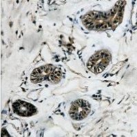 Beta-tubulin Antibody