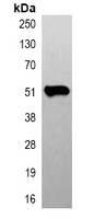 Beta-tubulin Antibody