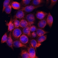 ATG5 Antibody
