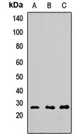 FGF2 Antibody