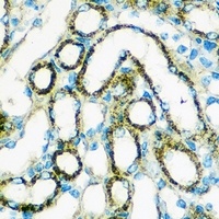 FGF2 Antibody