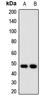 NUDT6 Antibody