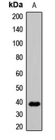 WNT3A Rabbit Polyclonal Antibody