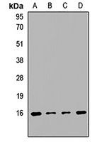 PPP3R1 Antibody