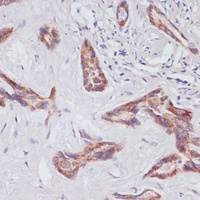 RAP1A Rabbit Polyclonal Antibody