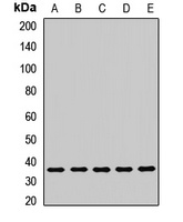LRRC59 Antibody