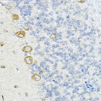 LRRC59 Antibody