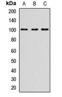 Desmocollin 1 Rabbit Polyclonal Antibody