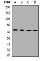 IL-1RL2 Antibody