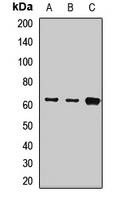 Cytokeratin 9 Rabbit Polyclonal Antibody