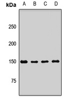 IKAP Rabbit Polyclonal Antibody