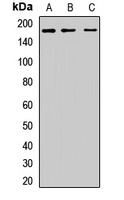 Clusterin Rabbit Polyclonal Antibody